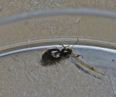 Bembidion assimile - Ribbelkoppriemkever