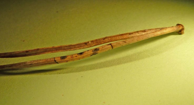 Lophodermium pinastri - Dennennaaldspleetlip