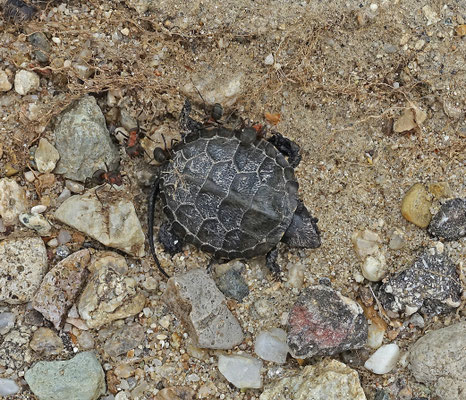 Europese Moerasschildpad