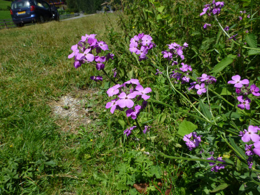 Hesperis matronalis - Damastbloem