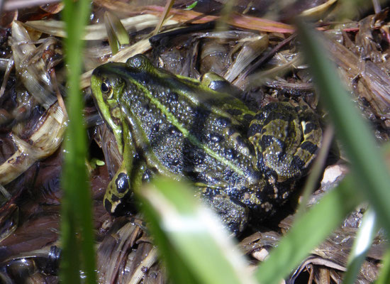 Meerkikker (Pelophylax ridibunda)