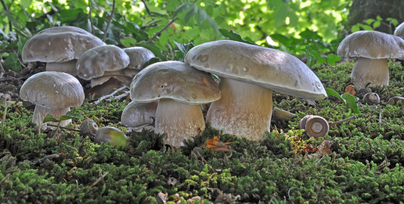 Boletus reticulatus - Vroeg eekhoorntjesbrood