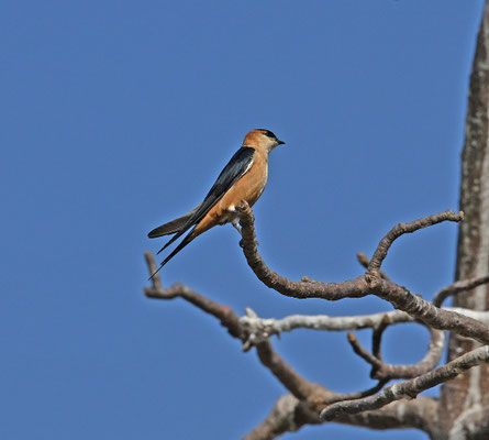 Hirundo senegalensis - Mosque Swallow