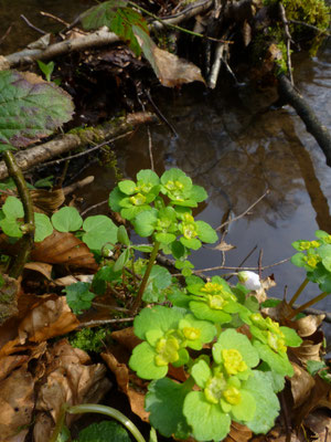 Chrysosplenium alternifolium - Verspreidbladig goudveil