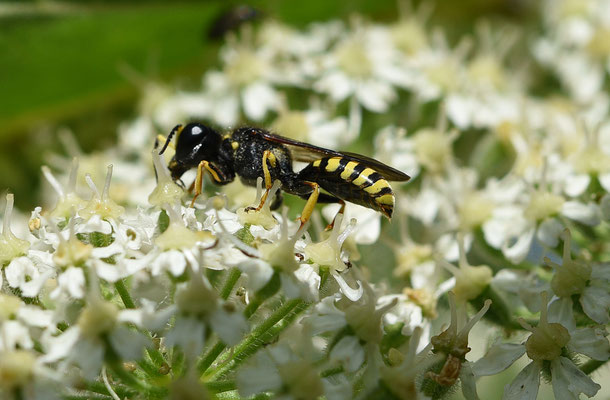Ectemnius cavifrons