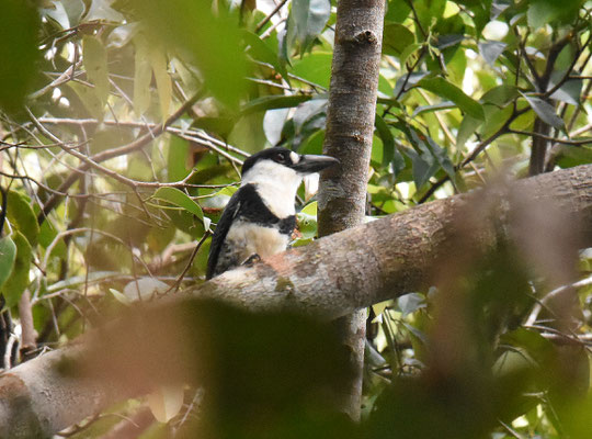 Guianan Puffbird