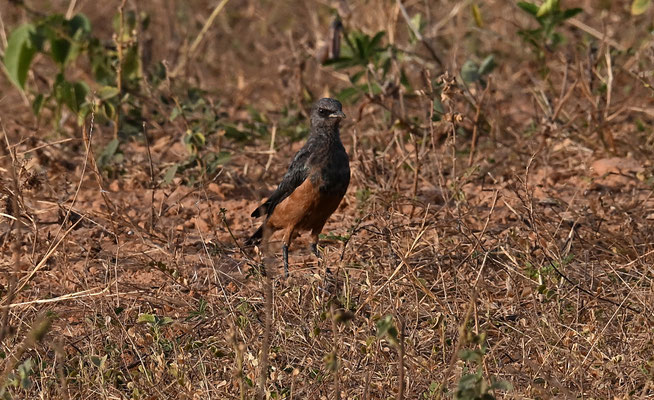 Lamprotornis pulcher  - Chesnut-bellied Starling