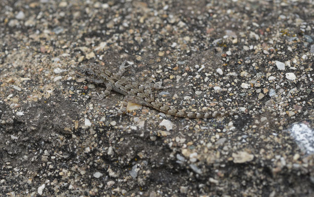 Mediodactylus danilewskii