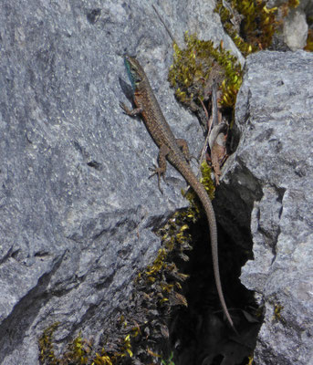 Dalmatische kielhagedis (Algyroides nigropunctatus)