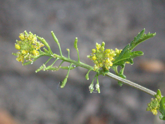 Rorippa palustris - Moeraskers