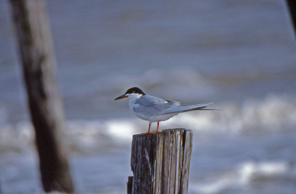 Forster's Tern