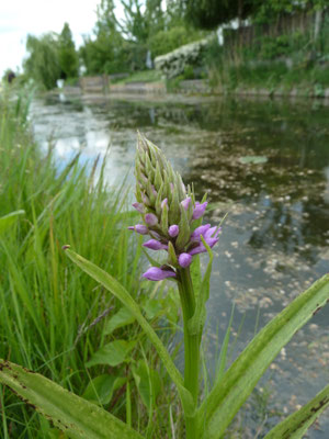 Dactylorhiza praetermissa -  Rietorchis