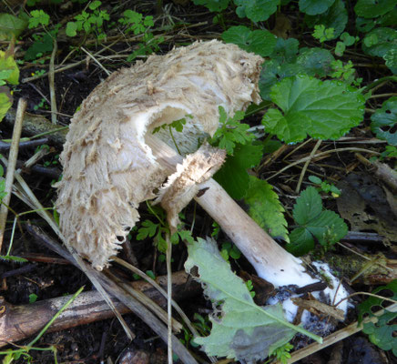 Chlorophyllum olivieri - Sombere knolparasolzwam