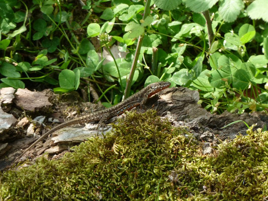 Podarcis muralia
