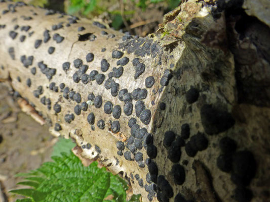 Hypoxylon fuscum - Gladde kogelzwam