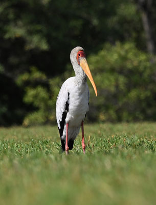 Mycteria ibis - Yellow-billed Stork