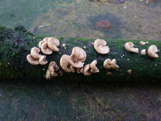 Simocybe haustellaris (rubi) - Gewoon matkopje