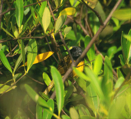 Hypergerus atriceps - Oriole Warbler