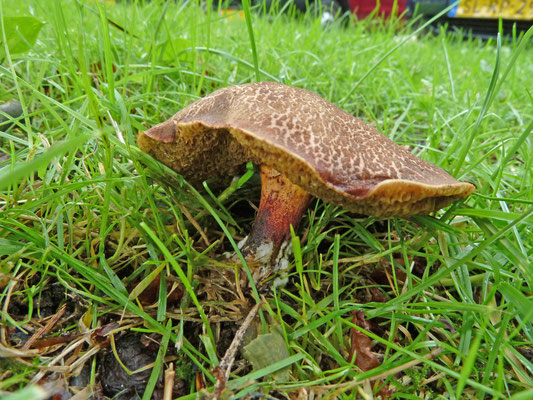 Xerocomellus chrysenteron - Roodsteelfluweelboleet