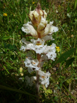 Orobanche caryophyllacea - Walstrobremraap