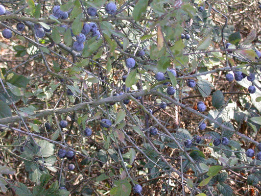 Prunus spinosa - Sleedoorn