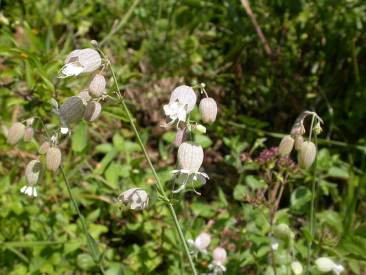 Silene vulgaris - Blaassilene