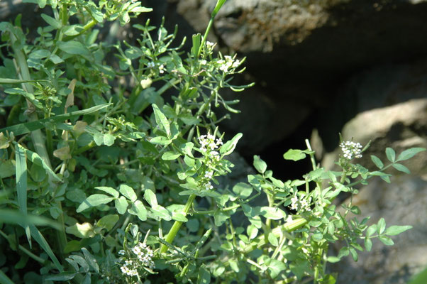 Rorippa microphylla - Slanke waterkers