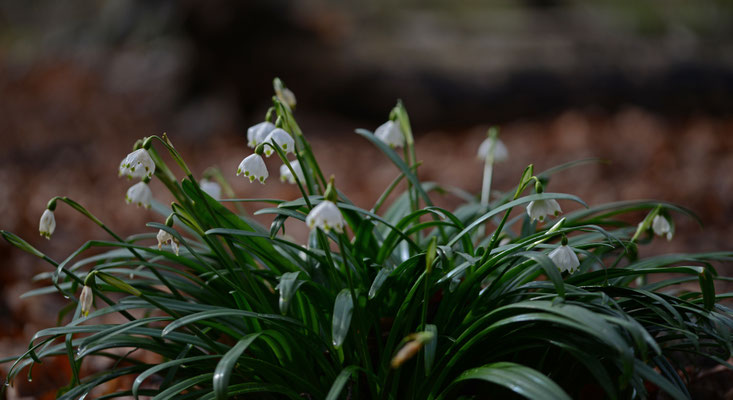 Leucojum vernum - Lenteklokje