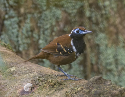 Ferruginous-backed Antbird