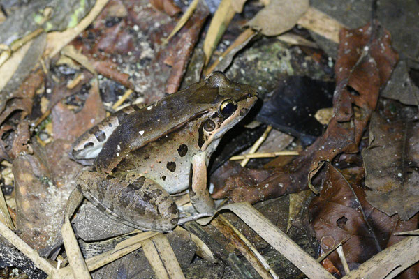 Leptodactylus guianensis