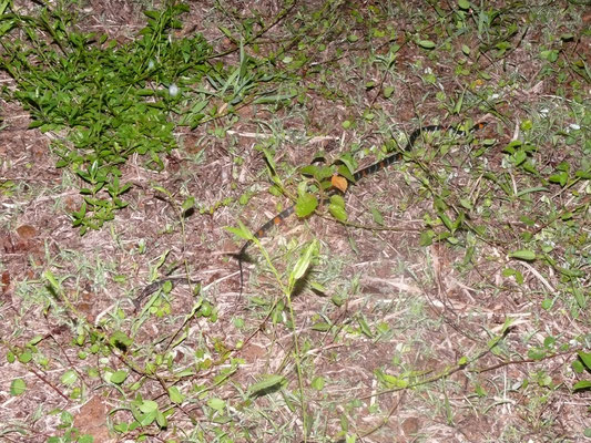Erythrolamprus aesculapii aeculapii - Valse Amazone Koraalslang (Valse krarasneki)