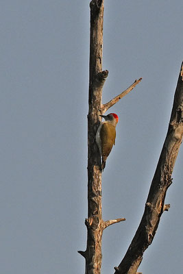 Dendropicos goertae - Grey Woodpecker