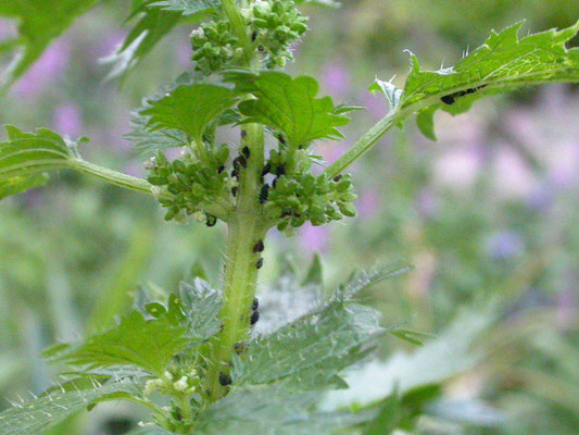 Urtica urens - Kleine brandnetel