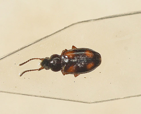 Elaphropus quadrisignatus - Viervlekknotje
