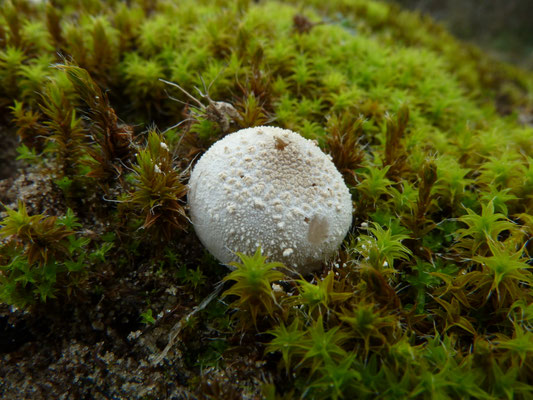 Bovista pusilla - Kleine bovist