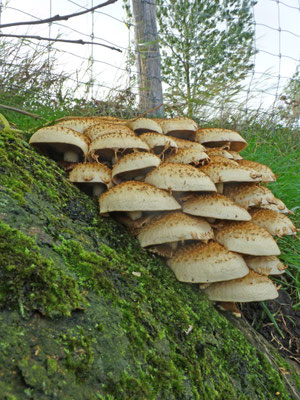 Pholiota squarrosa - Schubbige bundelzwam