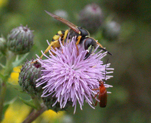 Philanthus triangulum - Bijenwolf
