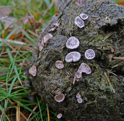 Poronia punctata - Grote speldenprikzwam