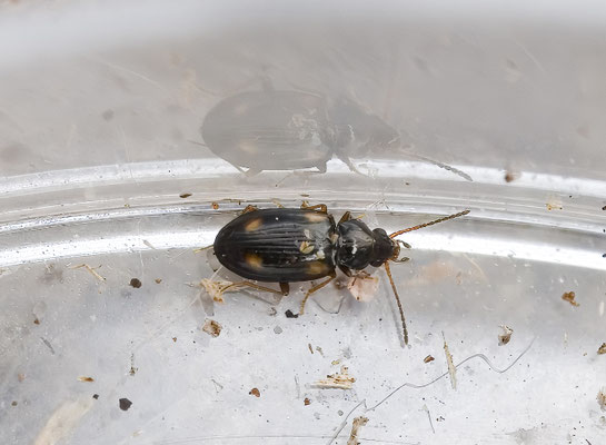 Elaphropus diabrachys - Driestreepviervlekknotje