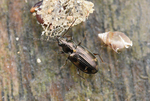 Bembidion varium - Gevlekte kwelderpriemkever