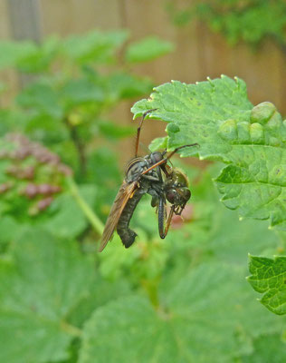 Empis tessellata - Grote Dansvlieg