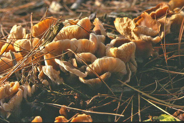 Hohenbuehelia petaloides - Grote harpoenzwam