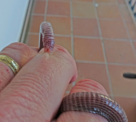 Zuidwest-Iberische wormhagedis die in mijn vinger bijt