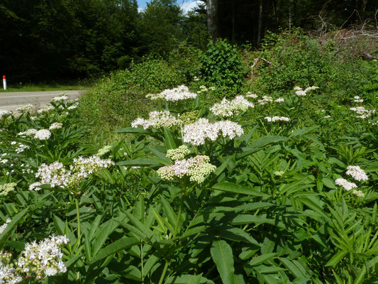 Sambucus ebulus - Kruidvlier