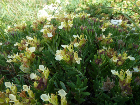 Teucrium montanum - Berggamander