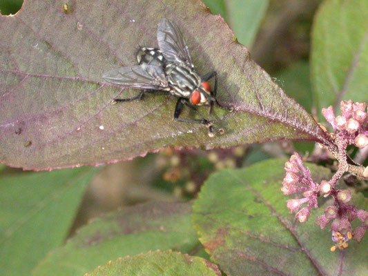 Sarcophaga carnaria - Dambordvlieg