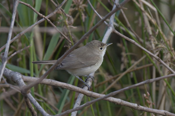 Iduna opaca - Western Olivaceous Warbler