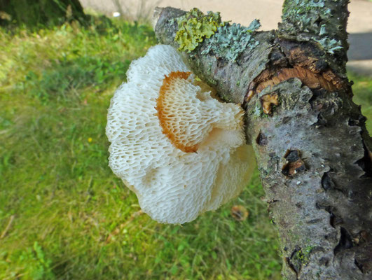 Polyporus tuberaster - Franjeporiezwam