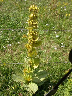 Gentiana lutea - Gele gentiaan