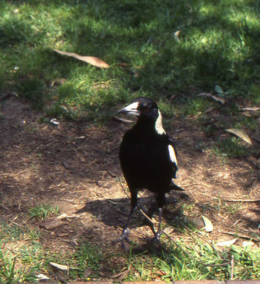 Australian Magpie